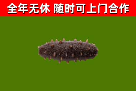 海口市烟酒回收干海参.jpg